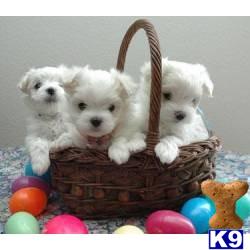 Puppies in Miami